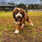 Wild Child Dog Training - photo 3