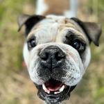 Wild Child Dog Training - photo 4