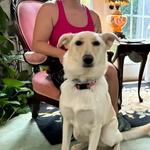 Wild Child Dog Training - photo 5