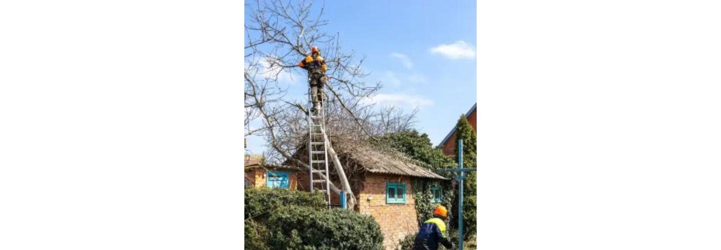 Tree Care Inc. cover photo