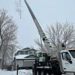 Roots Up Tree Company - photo 6