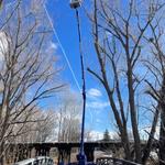 Roots Up Tree Company - photo 10