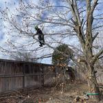 Trees All Day Tree Service - photo 1