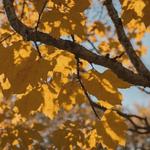 Trees All Day Tree Service - photo 2