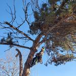 Trees All Day Tree Service - photo 3