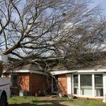 CMT Tree Service - photo 1