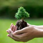 CMT Tree Service - photo 3