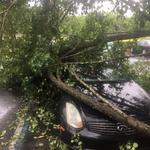 CMT Tree Service - photo 4