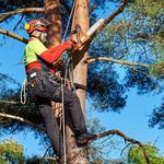 CMT Tree Service - photo 6