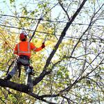 CMT Tree Service - photo 8