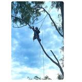 Camerons Tree Services - Tree Services in Rochedale