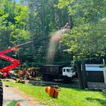 Tree Fellas - photo 2