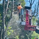 Tree Fellas - photo 3