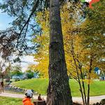 Tree Fellas - photo 4