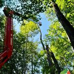 Tree Fellas - photo 5