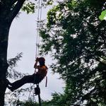 Tree Fellas - photo 6