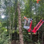 Tree Fellas - photo 7