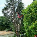 Tree Fellas - photo 8