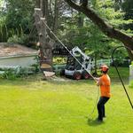 Tree Fellas - photo 9