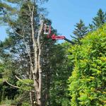 Tree Fellas - photo 10