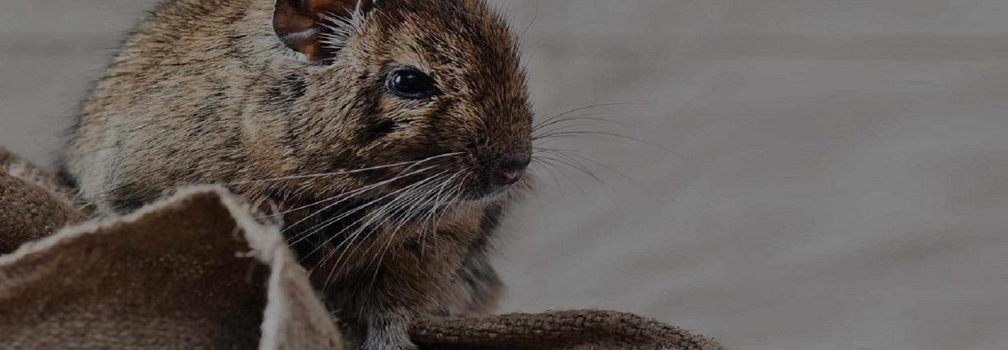 Quality Pest Management & Solutions cover photo