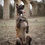 Hazard K9 - photo 10