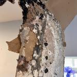 Magic home restoration - photo 7