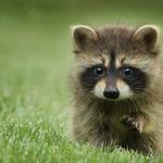 KD Pest Control - photo 2