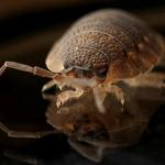 KD Pest Control - photo 5