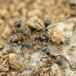 KD Pest Control - photo 6