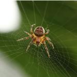 KD Pest Control - photo 7