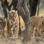 Pench Booking | Wildlife Adventure India - photo 1