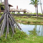 Pacific Roots Landscaping - photo 6