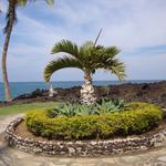 Pacific Roots Landscaping - photo 7