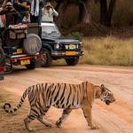 Kanha Booking | Wildlife Adventure India - photo 1