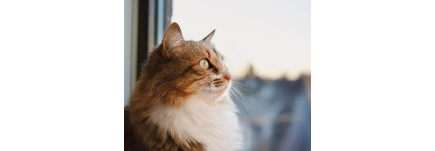 Animal Emergency Care cover photo