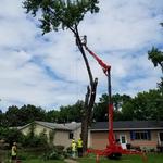 Mathias Precision Tree Service - photo 2