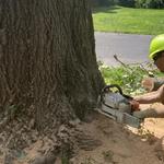 Mathias Precision Tree Service - photo 3