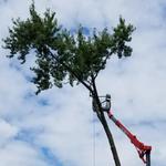 Mathias Precision Tree Service - photo 4