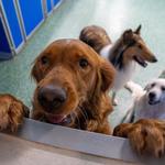 Miss Emily's Bed & Biscuit - photo 1