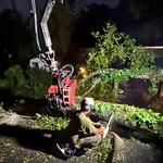 My Florida Tree Guys - photo 1