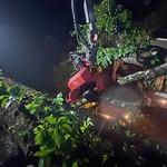 My Florida Tree Guys - photo 4