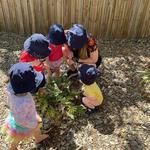 Seedlings Early Learning - Arana Hills - photo 5