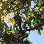 Hub City Tree and Preservation - photo 1