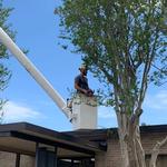 Hub City Tree and Preservation - photo 3