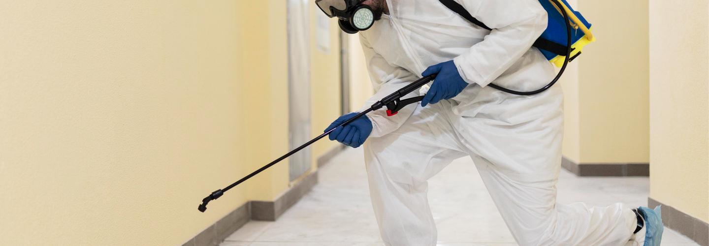 The Bug King cover photo