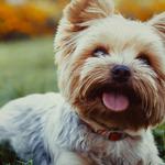 Moving to Australia - photo 2