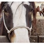 Trail Horse Adventure - photo 2