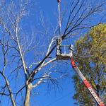 Mathias Precision Tree Service - photo 5