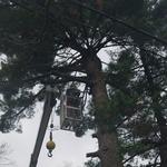 Mathias Precision Tree Service - photo 6